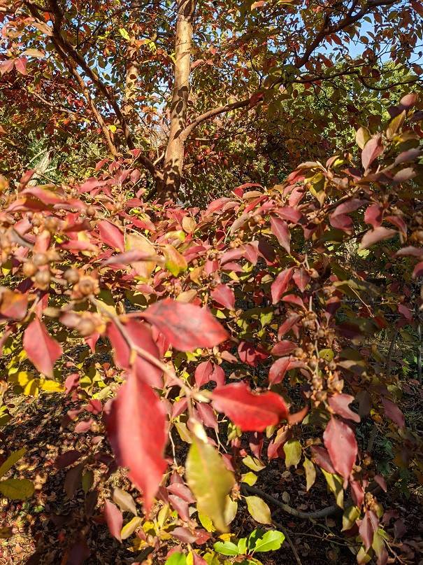 ヒメシャラが紅葉していますの写真