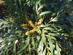 ホソバヒイラギが咲いています。