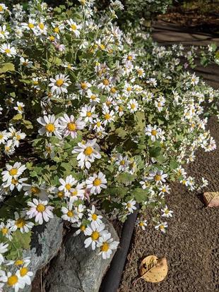 リュウノウギクが咲いています