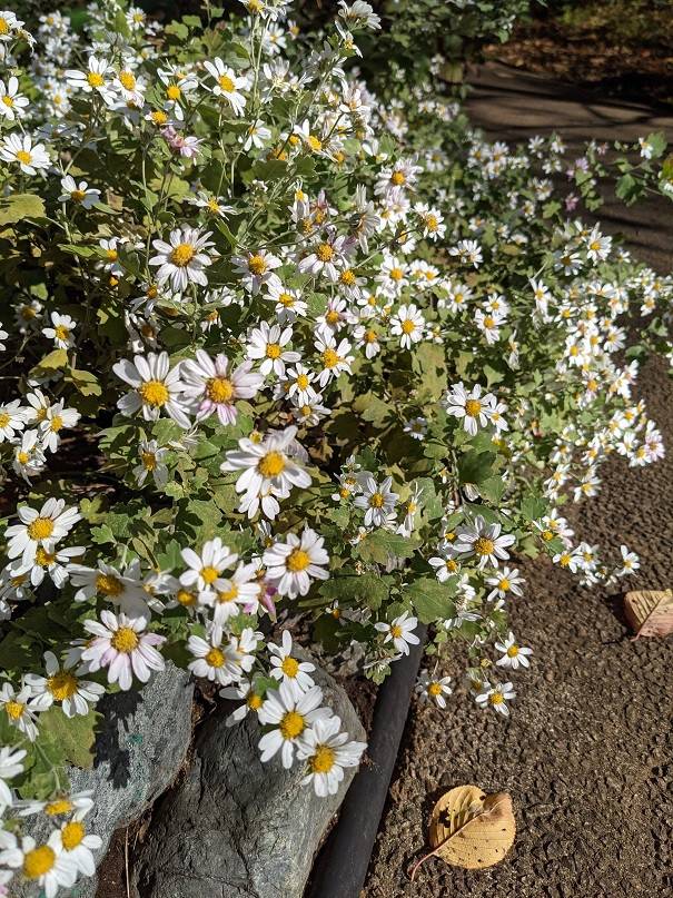 リュウノウギクが咲いていますの写真