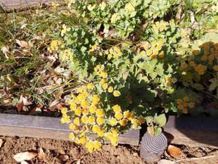 磯菊が咲いています。