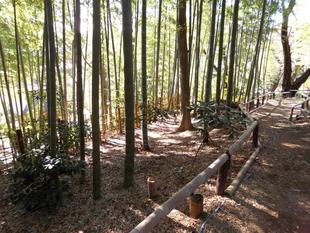 竹林のこもれびが美しい