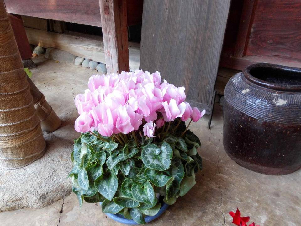 シクラメンがきれいです!の写真