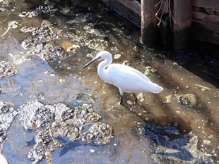 シラサギが来園