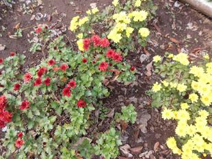 可愛らしいざる菊が咲いています。