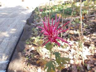 嵯峨ギクが咲いています。