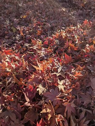 落葉がきれいです