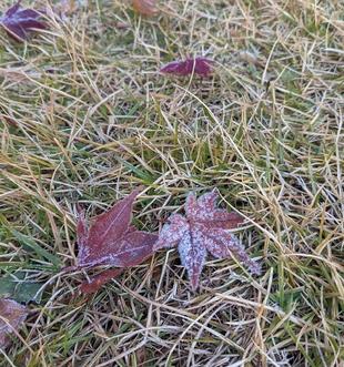 初霜が降りました。