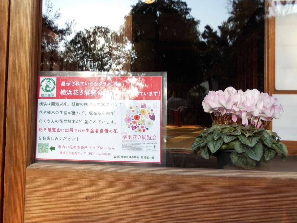 シクラメンを古民家の縁側に・・・の写真