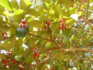 クロガネモチが赤い実をつけています。