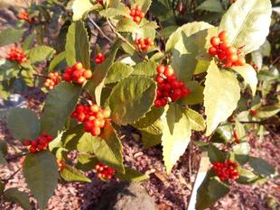 千両・万両が実をつけています。