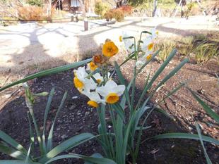 水仙が咲いています。