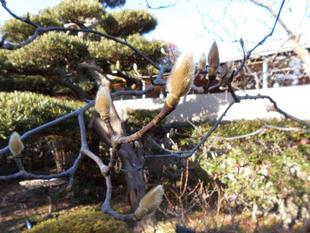 ハクモクレンの芽が出てきました。