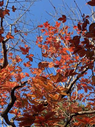メグスリノキの紅葉がきれいです