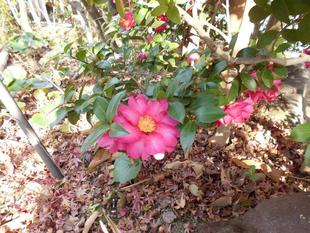 サザンカが咲いています。