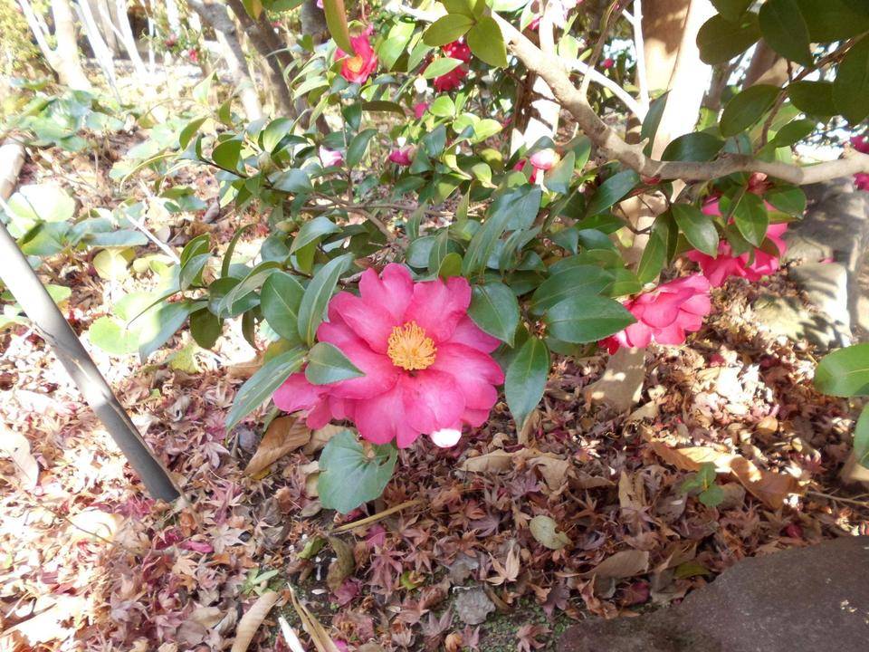 サザンカが咲いています。の写真