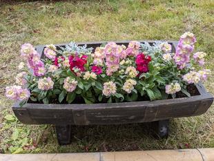 ストックが咲いています