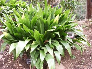 ハラン（葉蘭）