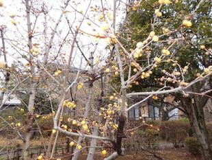 ロウバイの蕾がほころび始めました。