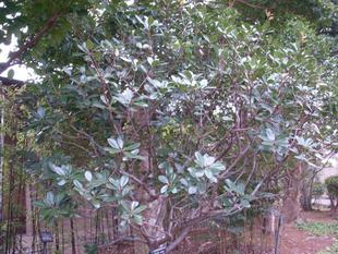 シャリンバイ（車輪梅）