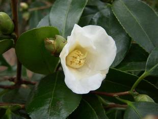 ワビスケ（侘助）