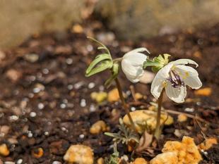 セツブンソウが咲いています