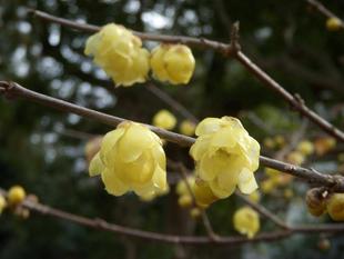 ソシンロウバイ（素心蝋梅）