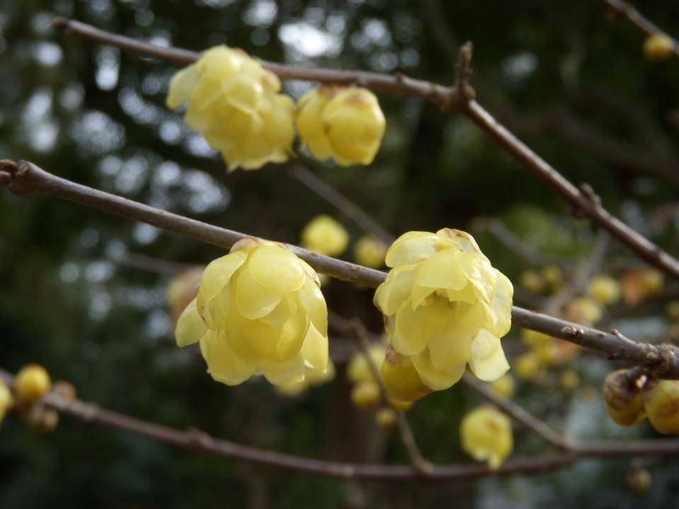 ソシンロウバイ（素心蝋梅）|二次元コード花木図鑑|馬場花木園