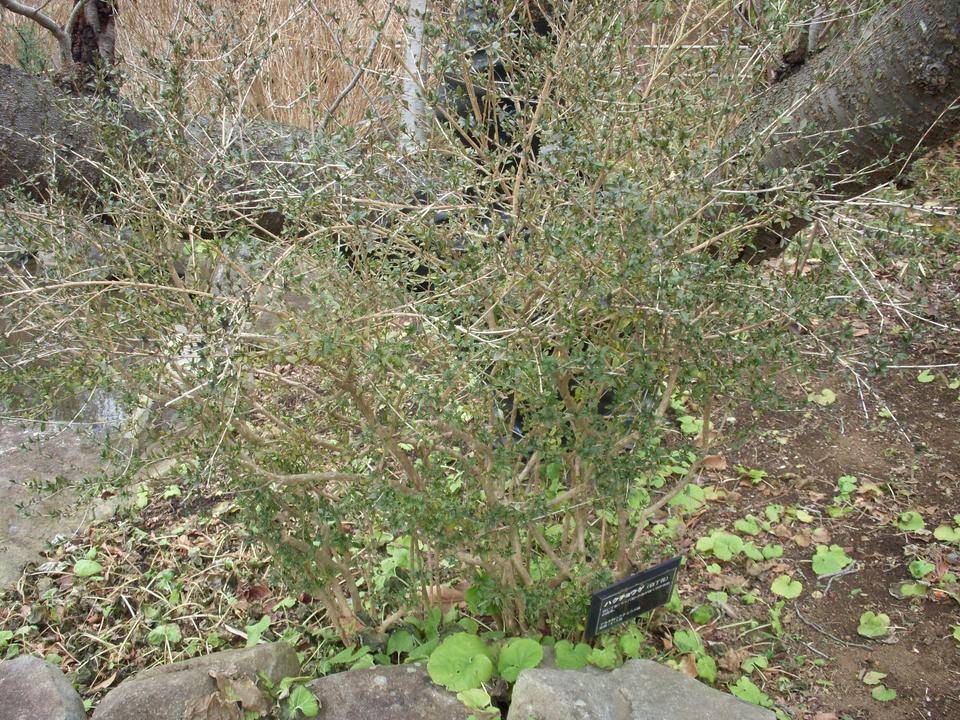 ハクチョウゲ（白丁花）の写真