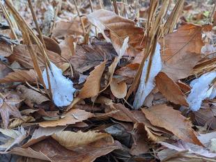 氷の花がみられます