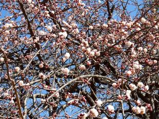 しだれ梅が満開です!