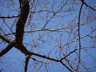 馬場花木園開花情報【2022年2月26日】