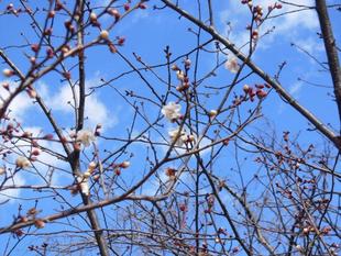 小梅が咲き始めました。