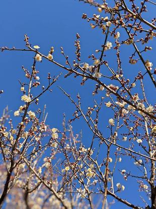 梅が咲き始めています