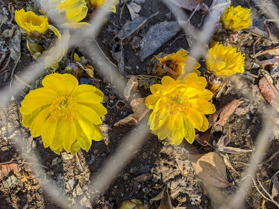 フクジュソウが見頃です。の写真