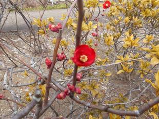 ボケの花が咲き始めました!