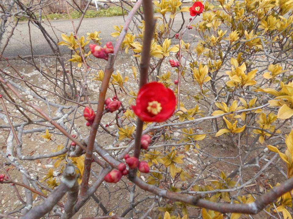ボケの花が咲き始めました!の写真