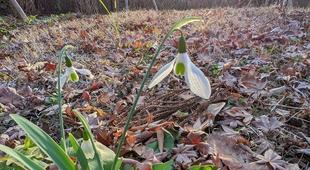 スノードロップが咲いています。