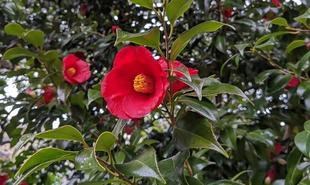 ヤブツバキが咲いています。