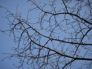 馬場花木園開花情報【2022年3月11日】