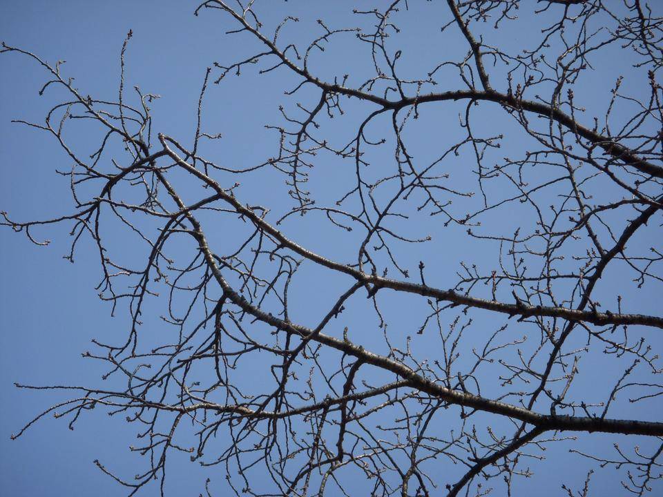 馬場花木園開花情報【2022年3月11日】の写真