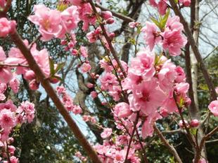 ハナモモが満開です。