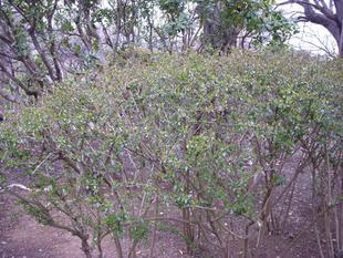 ハナゾノツクバネウツギ（花園衝羽根空木）