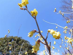 トサミズキが咲いています。