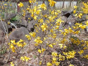 レンギョウが咲いています。