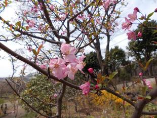 ハナカイドウが咲いています。