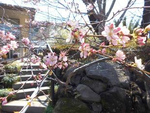 ヒトエ庭ザクラが咲いています。