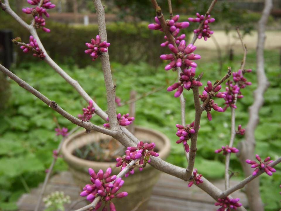 ハナズオウ（花蘇芳）の写真