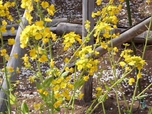 菜の花が咲いています。