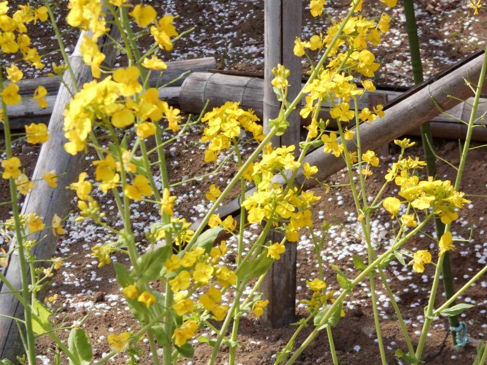 菜の花が咲いています。の写真